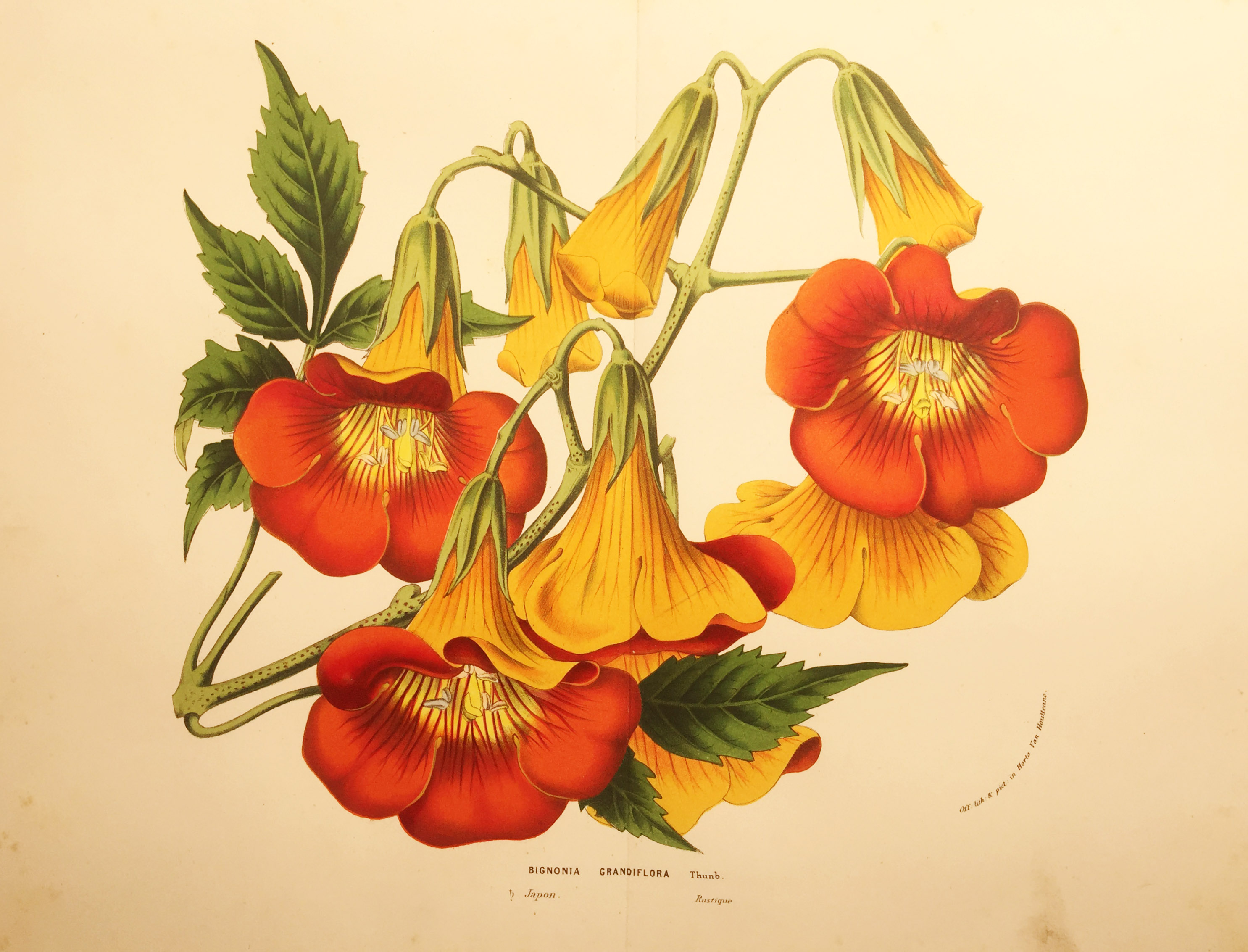 Horto Van Houtteano: Bignonia Grandiflora - Jewel Spiegel Gallery