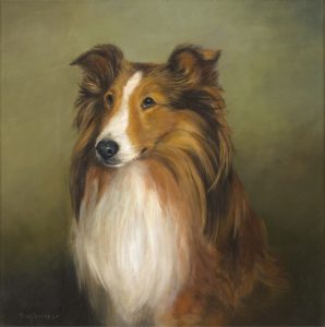 Shetland Sheepdog Portrait